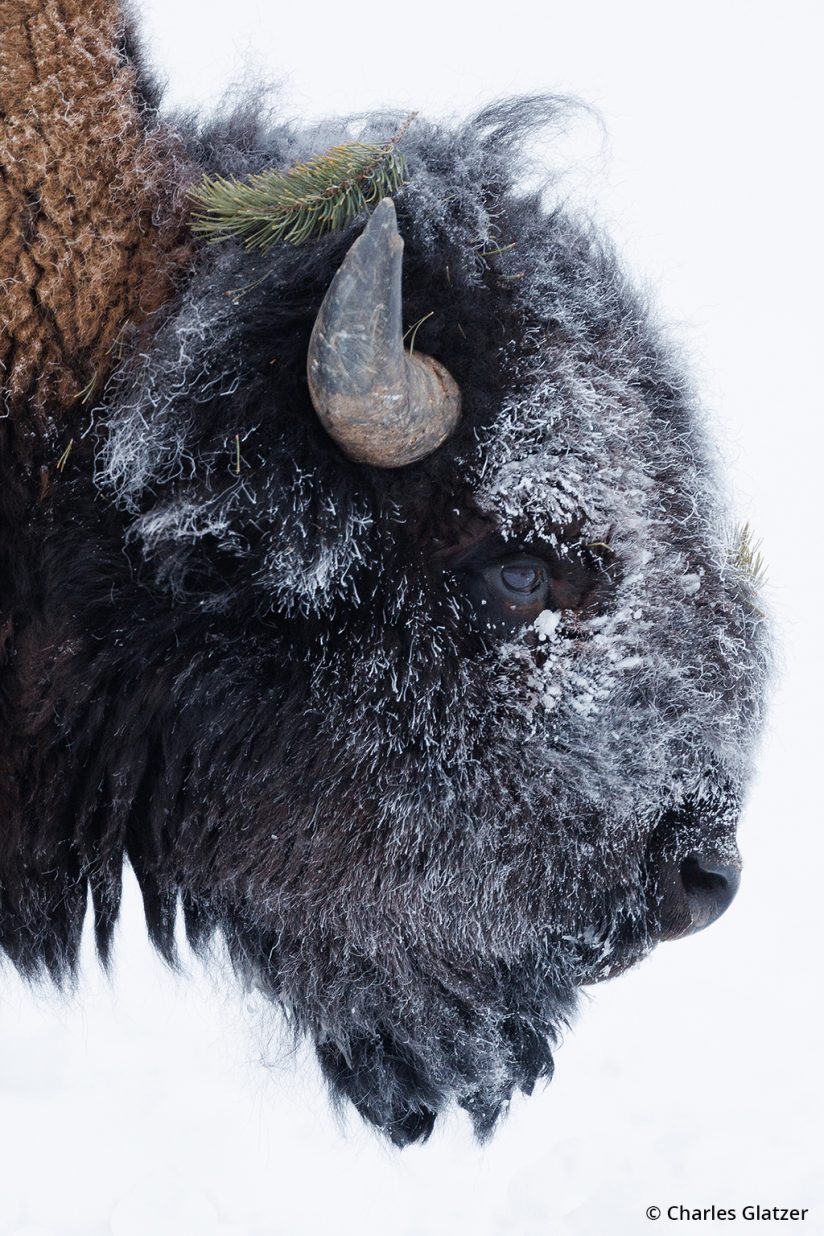 Image d'un bison au parc national de Yellowstone