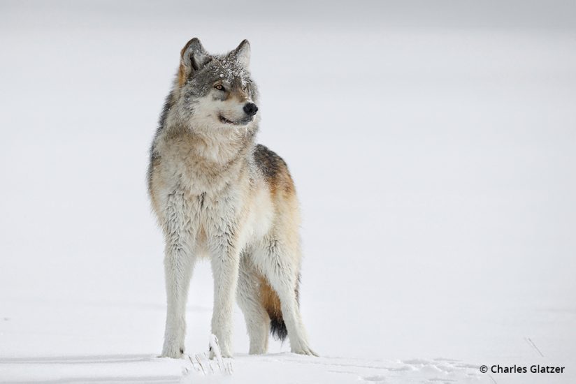 Photo d'un loup au parc national de Yellowstone