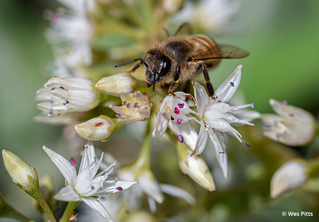 Image d'une abeille sur une fleur de jade