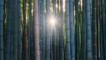 d arashiyama