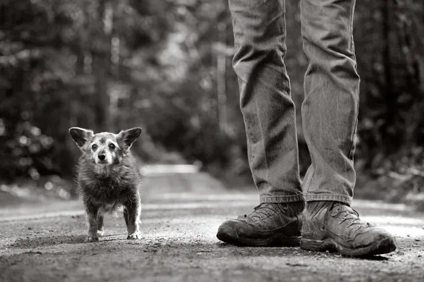 5-photographes-de-chiens-capturent-la-beaute-des-chiens-ages